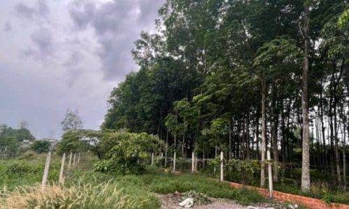 Mai-Cần bán lô đất mặt tiền đường Nguyễn Kim Cương, Tân Thạnh Đông, 437m2 có 256m2 thổ cư-SHR