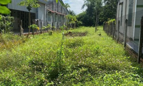 CẦN BÁN GẤP LÔ ĐẤT ĐẸP GIÁ RẺ MT ĐƯỜNG NHỰA 144M2 TÂN AN HỘI, SHR GIÁ 420TR